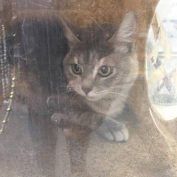 Allie -  Domestic Medium Hair Cat for Adoption in Philadelphia, Pennsylvania - Allie | PetCurious