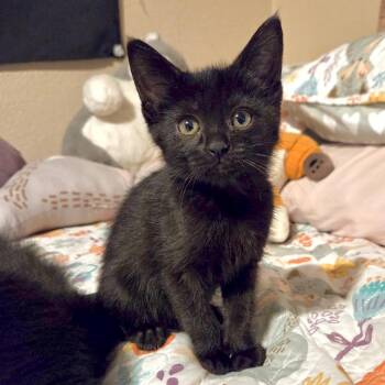 Gmorka* -  Domestic Short Hair Cat for Adoption in San Gabriel, California - Gmorka* | PetCurious
