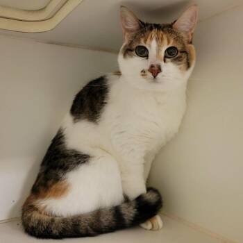 Domestic Short Hair Cats Available for Adoption in Columbia, Missouri - Twoey (aka Cortana) | PetCurious