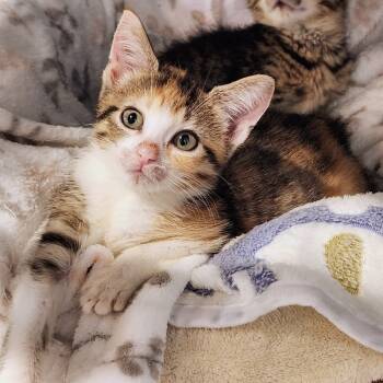 Rescue Domestic Short Hair Cats for Adoption in Chicago, Illinois - Pebbles | PetCurious