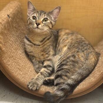 Rescue American Shorthair Cats for Adoption in Austin, Texas - Ruby | PetCurious