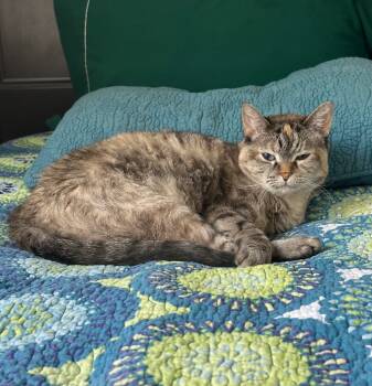 Rescue Domestic Short Hair Cats for Adoption in Millcreek, Utah - Sadee | PetCurious