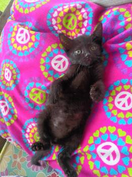 Pablo -  Domestic Short Hair Cat for Adoption in Orlando, Florida - Pablo | PetCurious