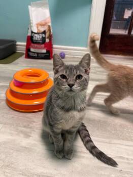 Biscuit -  Domestic Short Hair Cat for Adoption in Freeport, New York - Biscuit | PetCurious