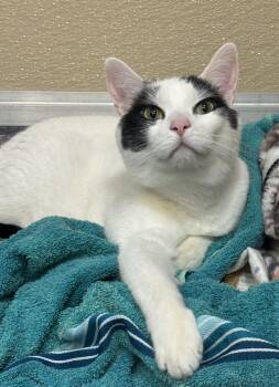 Rescue Domestic Short Hair Cats for Adoption in Tomah, Wisconsin - Piper | PetCurious