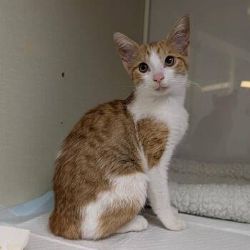 Domestic Short Hair Cats Available for Adoption in Sunnyvale, California - Saffron | PetCurious