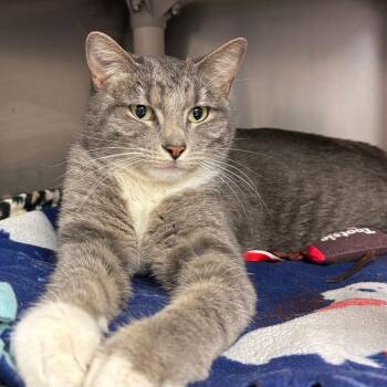 Domestic Short Hair Cats Available for Adoption in Chippewa Falls, Wisconsin - Yeti | PetCurious