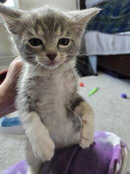 Domestic Short Hair Cats Available for Adoption in Union Grove, Wisconsin - Nola | PetCurious