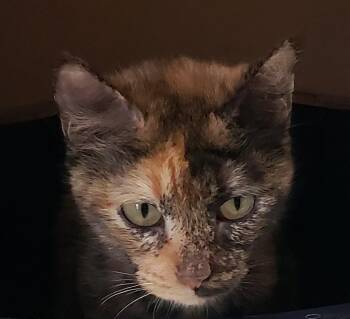 Domestic Short Hair Cats Available for Adoption - Judith | PetCurious