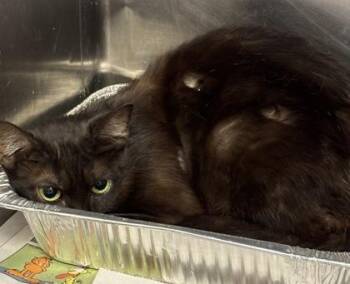 HeiHei -  Domestic Short Hair Cat for Adoption in Chamblee, Georgia - HeiHei | PetCurious