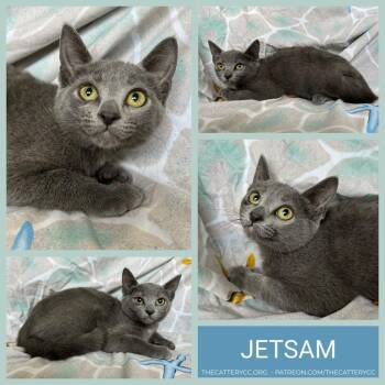 Jetsam -  Domestic Short Hair Cat for Adoption in Corpus Christi, Texas - Jetsam | PetCurious