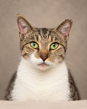 alabama -  Tabby Cat for Adoption in Miami, Florida - Alabama | PetCurious