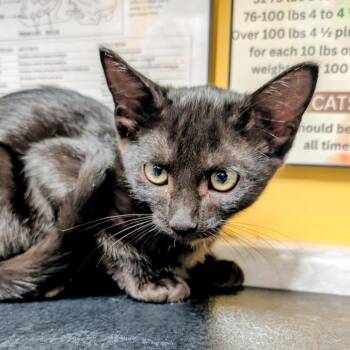 Prue -  Domestic Short Hair Cat for Adoption in Huntsville, Arkansas - Prue | PetCurious