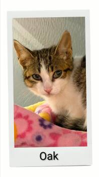 Oak -  Domestic Short Hair Cat for Adoption in Caistor Centre, Ontario - Oak | PetCurious