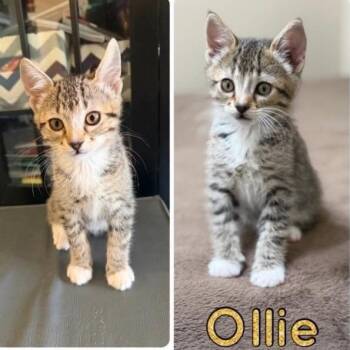 Ollie -  Domestic Short Hair Cat for Adoption in Orangevale, California - Ollie | PetCurious