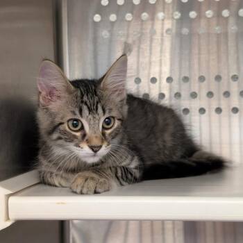 Spritz -  Domestic Long Hair Cat for Adoption in Pittsburgh, Pennsylvania - Spritz | PetCurious