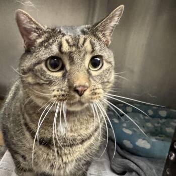Kitten -  Domestic Short Hair Cat for Adoption in Brentwood, Missouri - Kitten | PetCurious