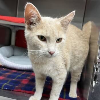 Rescue Domestic Short Hair Cats for Adoption in Detroit Lakes, Minnesota - Rune | PetCurious