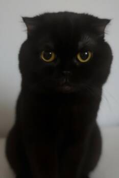 Amigo -  Scottish Fold Cat for Adoption in Snow Hill, Maryland - Amigo | PetCurious