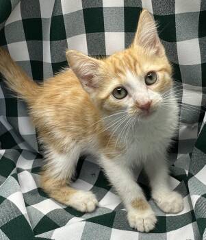 Fat Cakes -  Domestic Short Hair and Tabby Cat for Adoption in San Diego, California - Fat Cakes | PetCurious