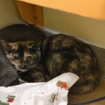 Domestic Short Hair Cats Available for Adoption - Bean | PetCurious