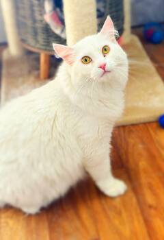 Lemon -  Turkish Angora Cat for Adoption in St. George, Utah - Lemon | PetCurious
