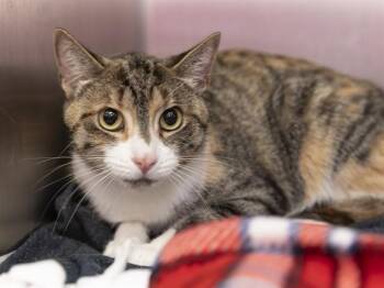 SUGAR BOOGER -  Domestic Short Hair Cat for Adoption in Phoenix, Arizona - SUGAR BOOGER | PetCurious