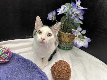 Nix -  Tabby and Domestic Short Hair Cat for Adoption in Fayetteville, Georgia - Nix | PetCurious