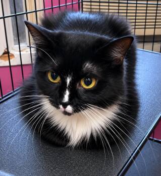 Dina -  Domestic Long Hair Cat for Adoption in Stamford, Connecticut - Dina | PetCurious