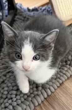 Locke -  Domestic Short Hair Cat Available for Adoption in Richardson, Texas - Locke | PetCurious