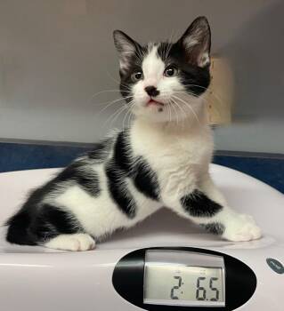 Enzo -  Domestic Short Hair Cat for Adoption in Westfield, New York - Enzo | PetCurious