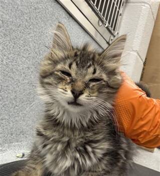 EXECUTIVE KOALA -  Domestic Long Hair Cat for Adoption in Indianapolis, Indiana - EXECUTIVE KOALA | PetCurious