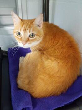 Alexander Hamilton -  Domestic Short Hair Cat for Adoption in Hamilton, Ohio - Alexander Hamilton | PetCurious