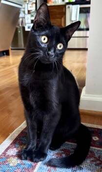 Domestic Short Hair Cats Available for Adoption in Reston, Virginia - Harbour | PetCurious