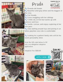Prada (FCID# 07/07/2026 - 15 Middletown PS) DC -  Domestic Short Hair Cat for Adoption in Greenville, Delaware - Prada (FCID# 07/07/2026 - 15 Middletown PS) DC | PetCurious