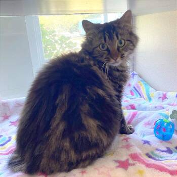 Domestic Medium Hair Cats Available for Adoption in Gloucester, Virginia - Blaine | PetCurious