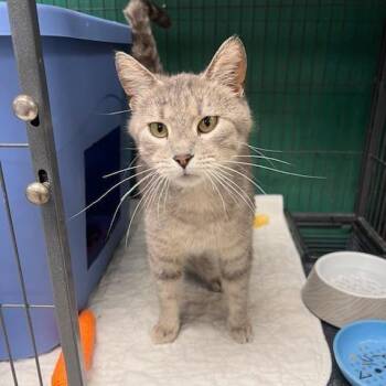 Domestic Short Hair Cats Available for Adoption in East St. Louis, Illinois - Skye-C | PetCurious