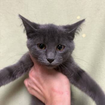 Heather -  Domestic Short Hair Cat for Adoption in Waterloo, Iowa - Heather | PetCurious