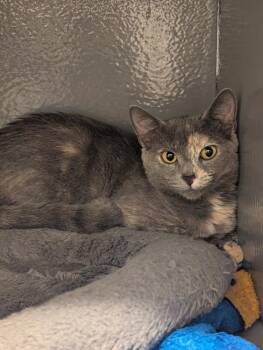 Cayenne -  Domestic Short Hair Cat for Adoption in St. Cloud, Florida - Cayenne | PetCurious