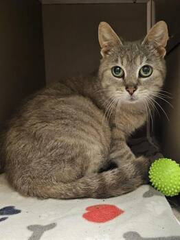 Domestic Short Hair Cats Available for Adoption in Clyde, North Carolina - DORIS | PetCurious