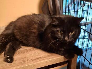 Snape -  Domestic Long Hair Cat for Adoption in Muskegon, Michigan - Snape | PetCurious