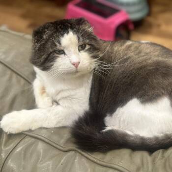 Tookie -  Domestic Long Hair Cat for Adoption in Grantsville, Utah - Tookie | PetCurious