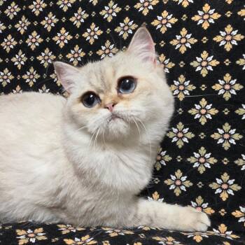 PRINCE PHILIP (bonded w/Queen Victoria) -  Persian Cat for Adoption in Graham, Washington - PRINCE PHILIP (bonded W/Queen Victoria) | PetCurious