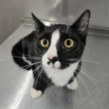 Bugsy -  Domestic Short Hair Cat for Adoption in Washburn, Missouri - Bugsy | PetCurious
