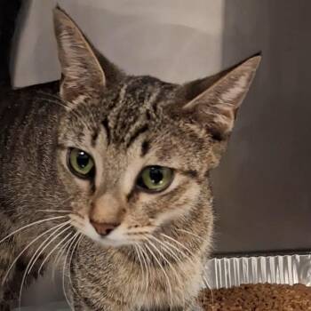 Domestic Short Hair Cats Available for Adoption in West Palm Beach, Florida - Nini | PetCurious