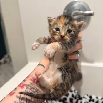 Luanne -  Domestic Short Hair Cat for Adoption in Inman, South Carolina - Luanne | PetCurious