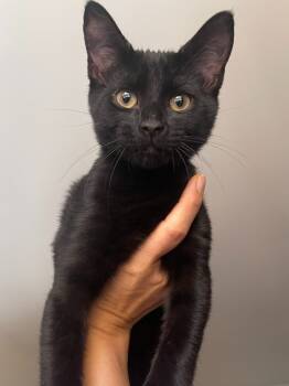 Rescue Domestic Short Hair Cats for Adoption in Youngsville, North Carolina - Himeko25 | PetCurious