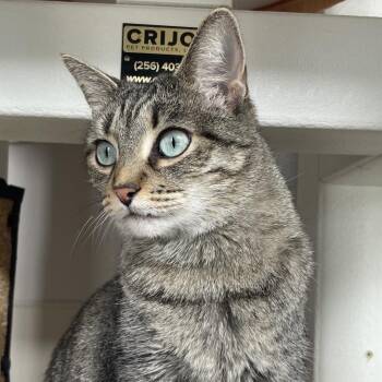 SZA -  Domestic Short Hair Cat Available for Adoption in Chicago, Illinois - SZA | PetCurious
