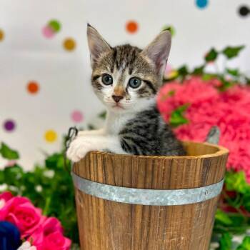 Moxy-C -  Domestic Short Hair Cat for Adoption in East St. Louis, Illinois - Moxy-C | PetCurious