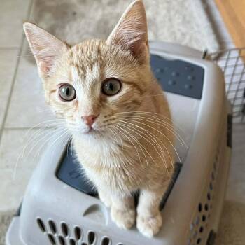 Domestic Short Hair Cats Available for Adoption - Thor | PetCurious